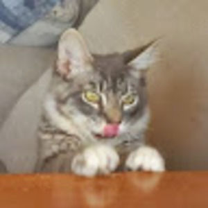 Meet your Posher, Dane